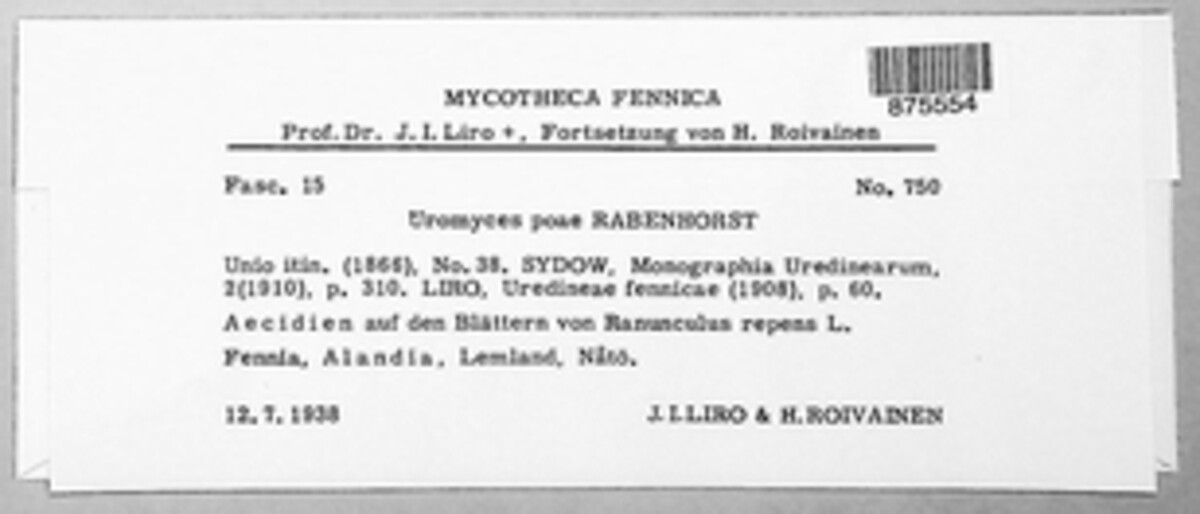 Uromyces dactylidis image